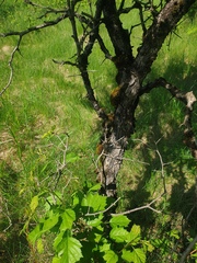 Crataegus chrysocarpa praecox