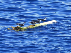 Onychoprion anaethetus