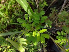 Desmanthus pernambucanus