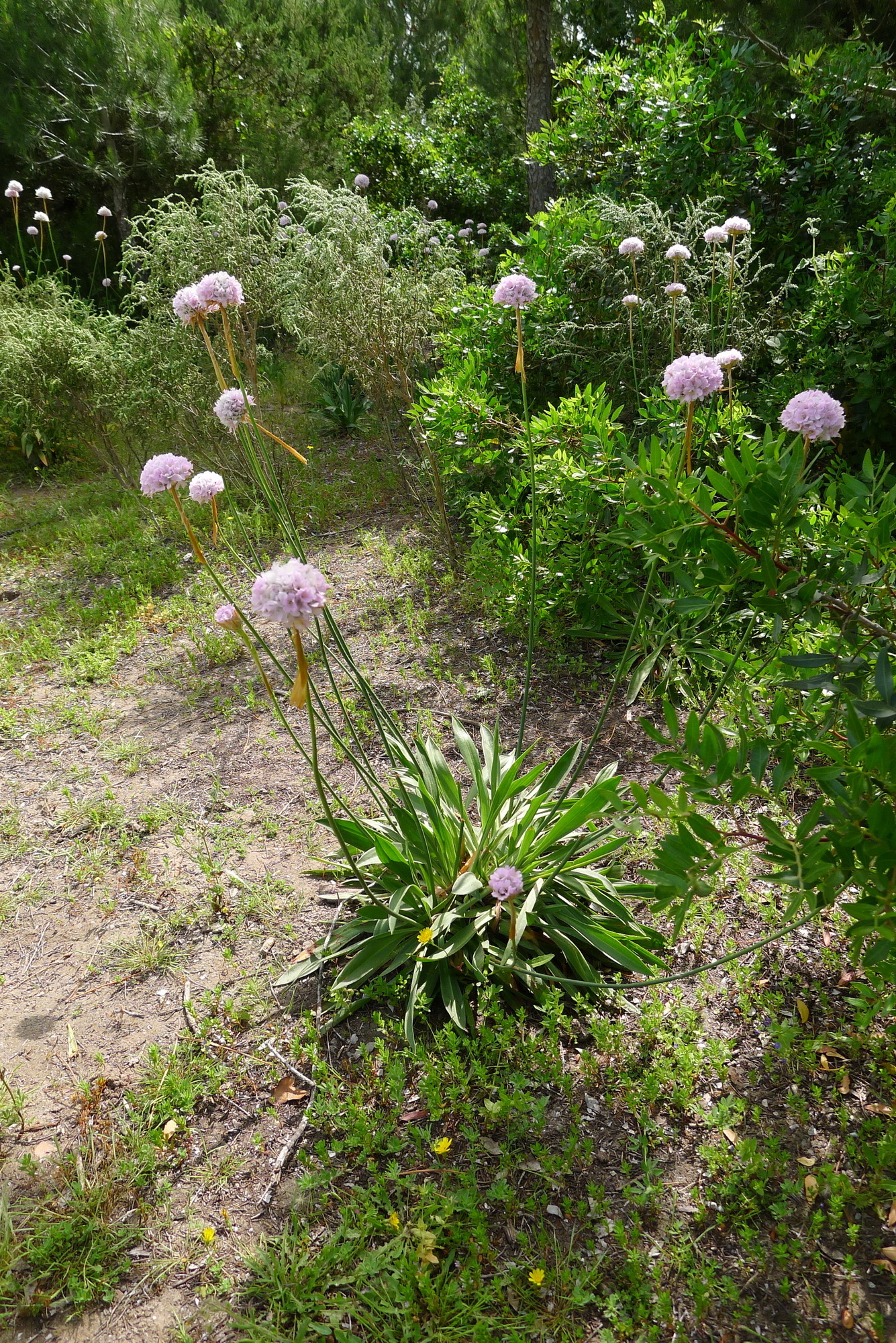 Armeria gaditana