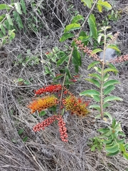 Combretum igneiflorum