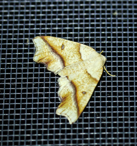 Hollow-spotted Plagodis Moth photo 5
