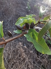 Combretum igneiflorum