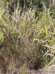 Schizachyrium condensatum