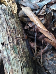 Gonatodes albogularis