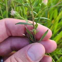 Symphyotrichum hallii