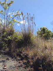 Andropogon bicornis