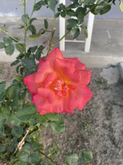 Rosa