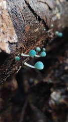 Mycena cyanocephala