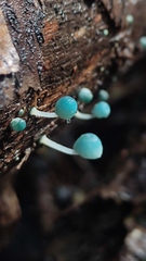 Mycena cyanocephala