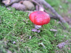 Russula