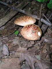 Amanita rubescens