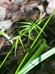 Carex collinsii