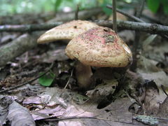 Amanita rubescens