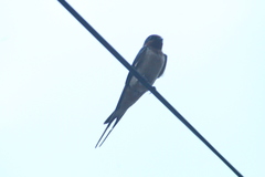 Hirundo rustica