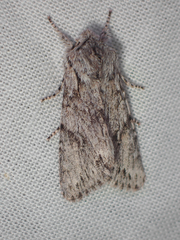Egira crucialis