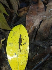 Lepidoblepharis sanctaemartae