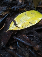 Lepidoblepharis sanctaemartae