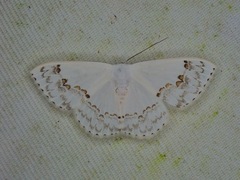 Teldenia specca