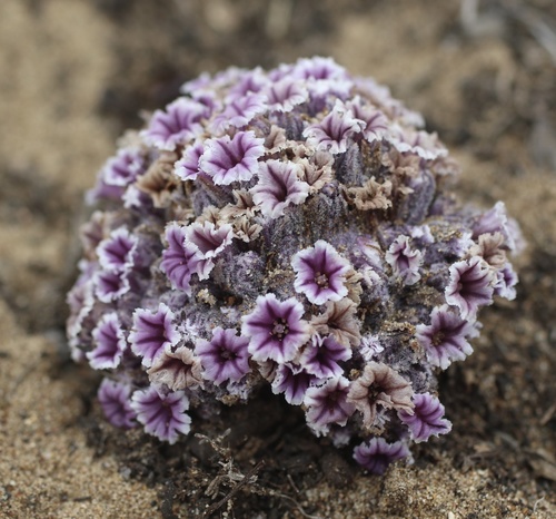 Desert christmas tree (Pholisma arenarium)