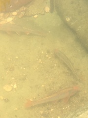 Cyprinella lutrensis