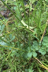 Myriophyllum triphyllum