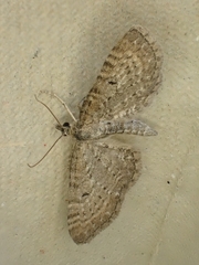 Eupithecia satyrata