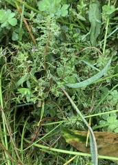 Myriophyllum triphyllum