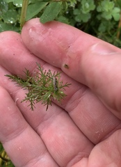Myriophyllum triphyllum