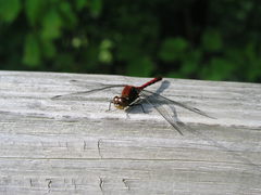 Sympetrum