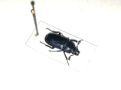 Platycerus caprea