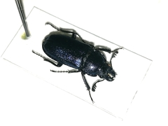Platycerus caprea