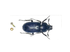 Platycerus caprea