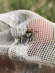 Phidippus insignarius