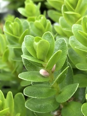 Lysimachia maritima