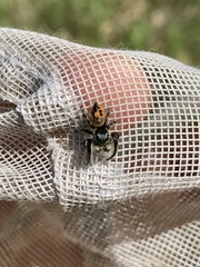 Phidippus insignarius