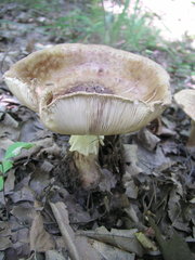 Amanita rubescens