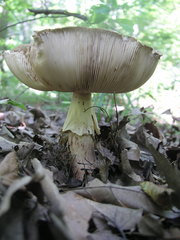 Amanita rubescens