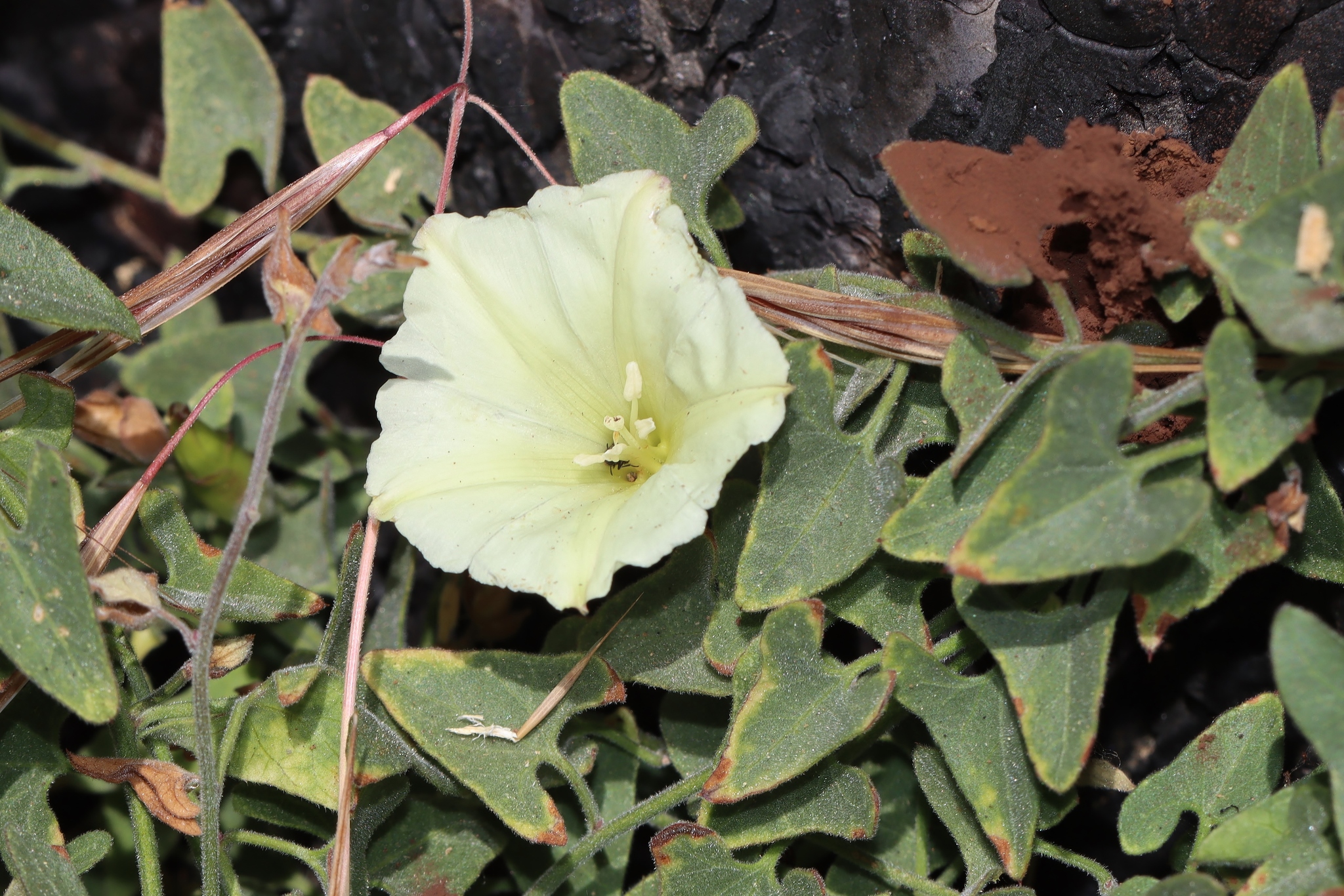 Calystegia occidentalis