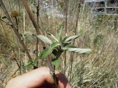 Aldama buddlejiformis