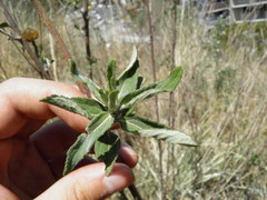 Aldama buddlejiformis
