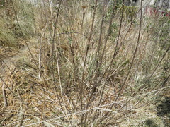 Aldama buddlejiformis