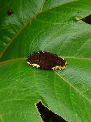 Gynautocera rubriscutellata