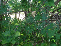 Vicia tenuifolia