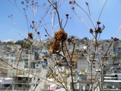 Aldama buddlejiformis