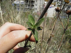Aldama buddlejiformis