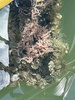 Haliclona tubifera - Photo no rights reserved, uploaded by Marissa Balfour