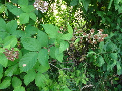 Rubus pyramidalis