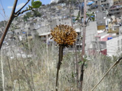Aldama buddlejiformis