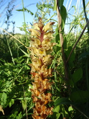 Orobanche pallidiflora